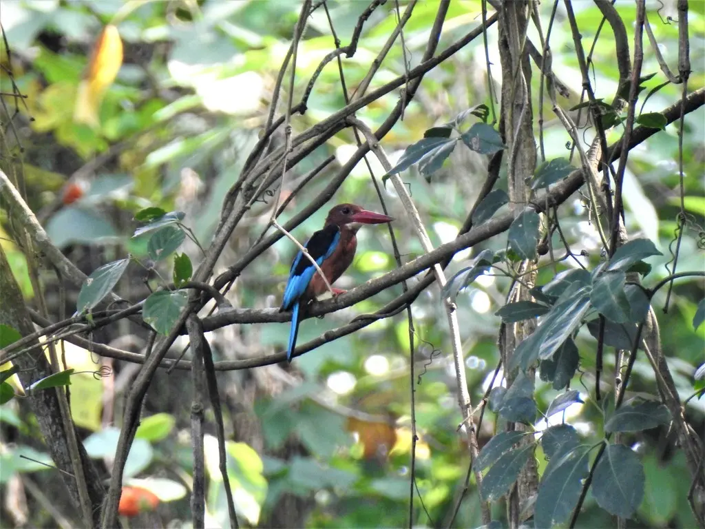 褐胸翡翠(Halcyon gularis)
