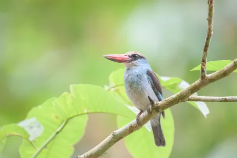 蓝胸翡翠