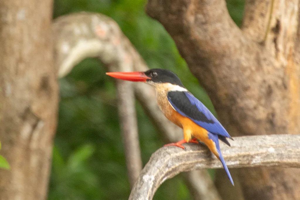 蓝翡翠(Halcyon pileata)