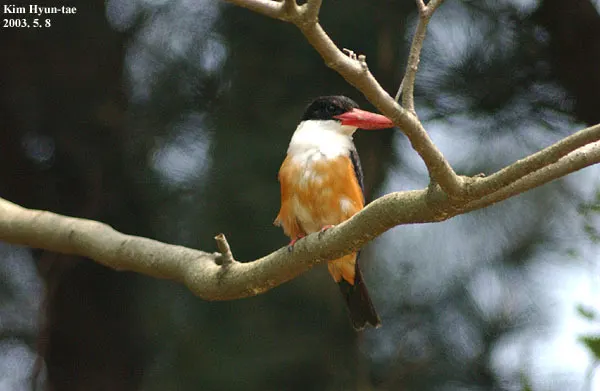 蓝翡翠(Halcyon pileata)