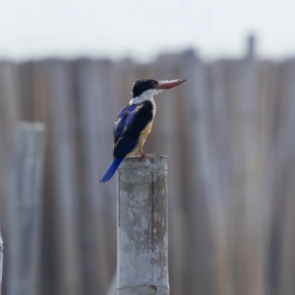 蓝翡翠(Halcyon pileata)