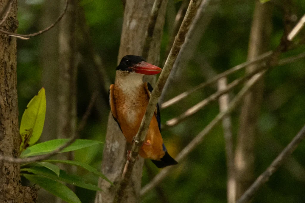 蓝翡翠(Halcyon pileata)