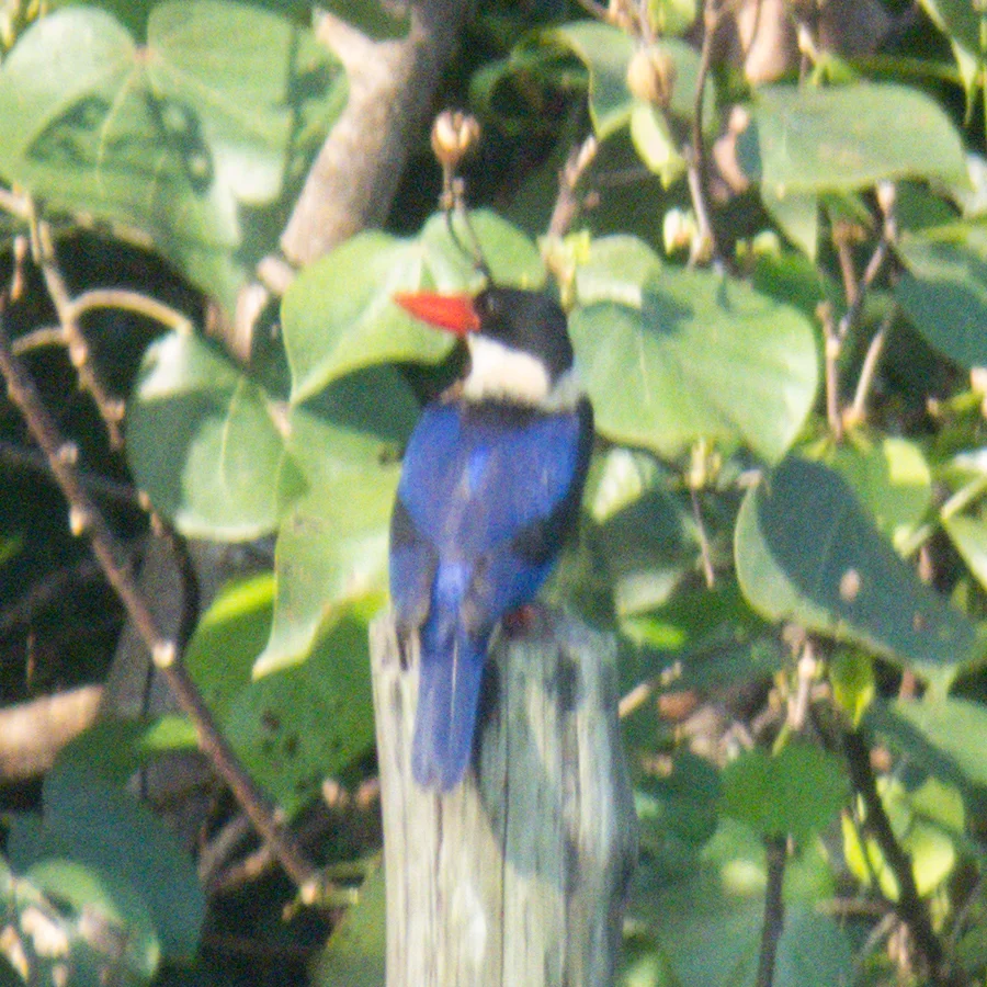 蓝翡翠(Halcyon pileata)