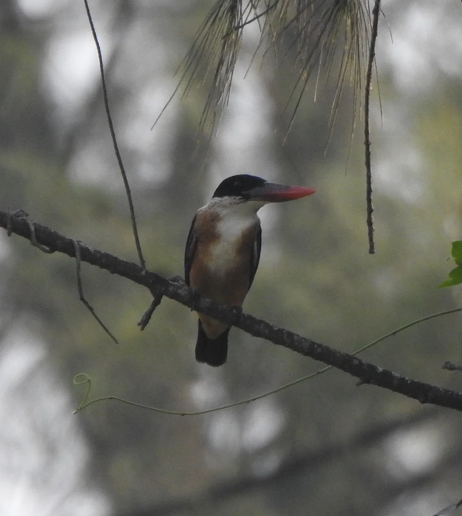 蓝翡翠(Halcyon pileata)