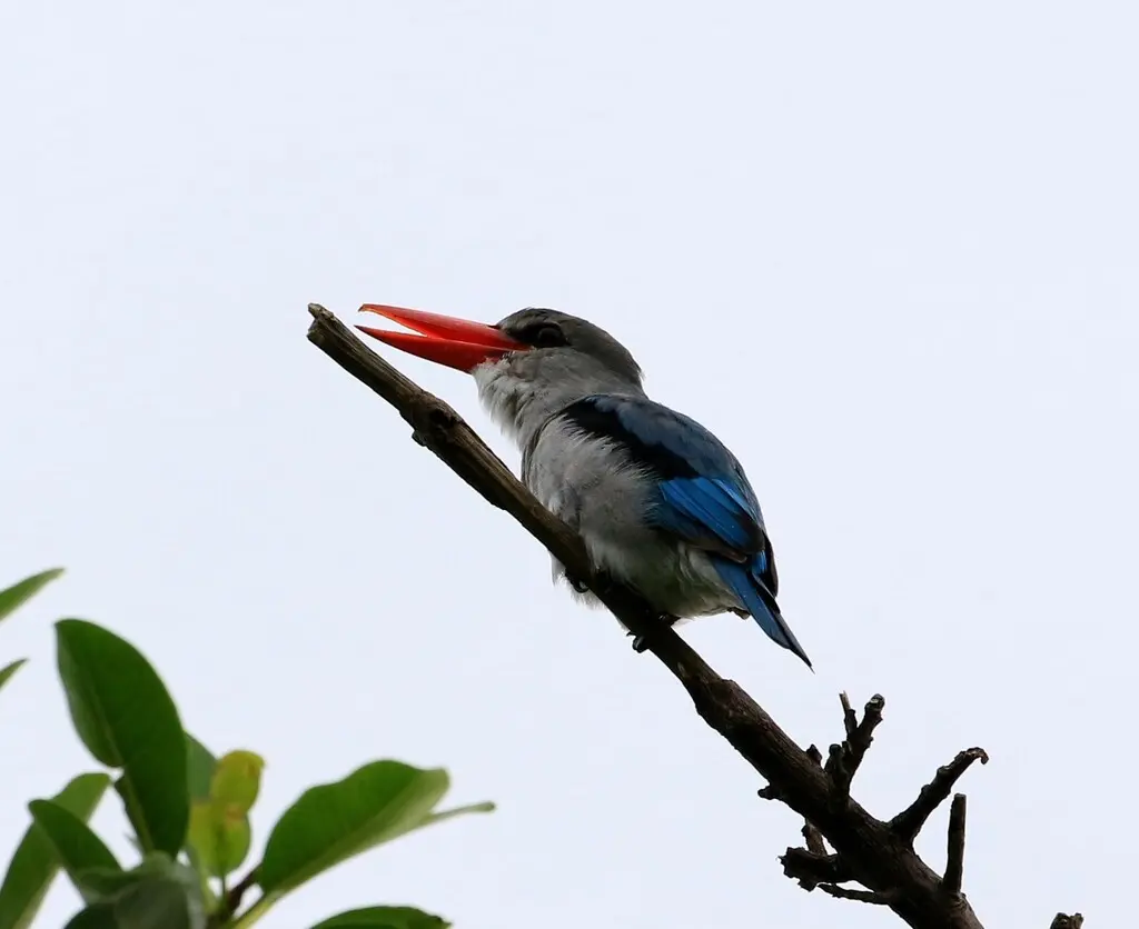 红树林翡翠(Halcyon senegaloides)