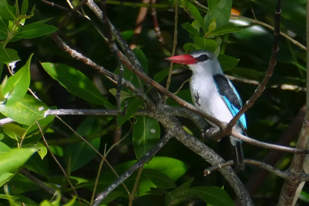 红树林翡翠(Halcyon senegaloides)