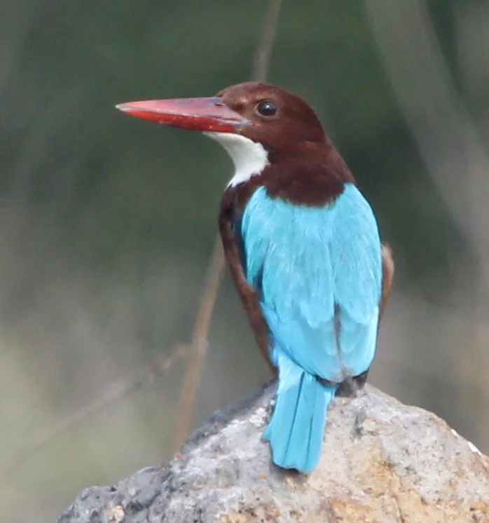 白胸翡翠(Halcyon smyrnensis)