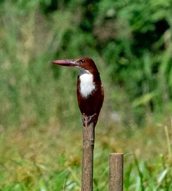 白胸翡翠(Halcyon smyrnensis)