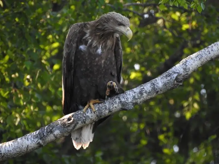 白尾海雕(Haliaeetus albicilla)