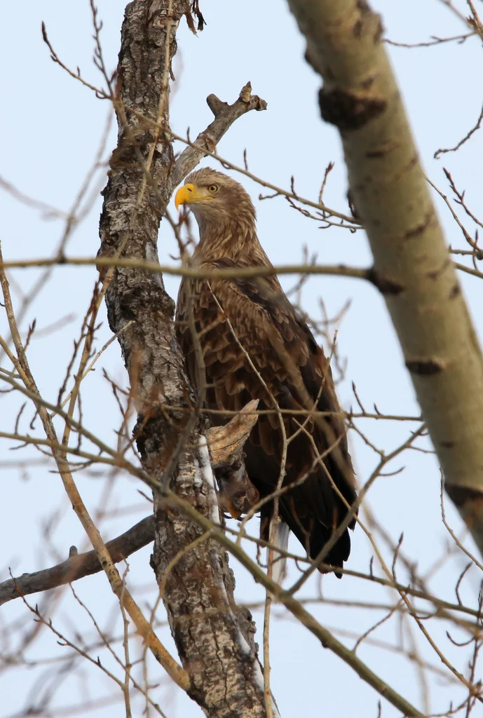 白尾海雕(Haliaeetus albicilla)