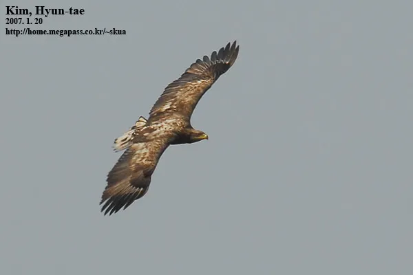 白尾海雕(Haliaeetus albicilla)