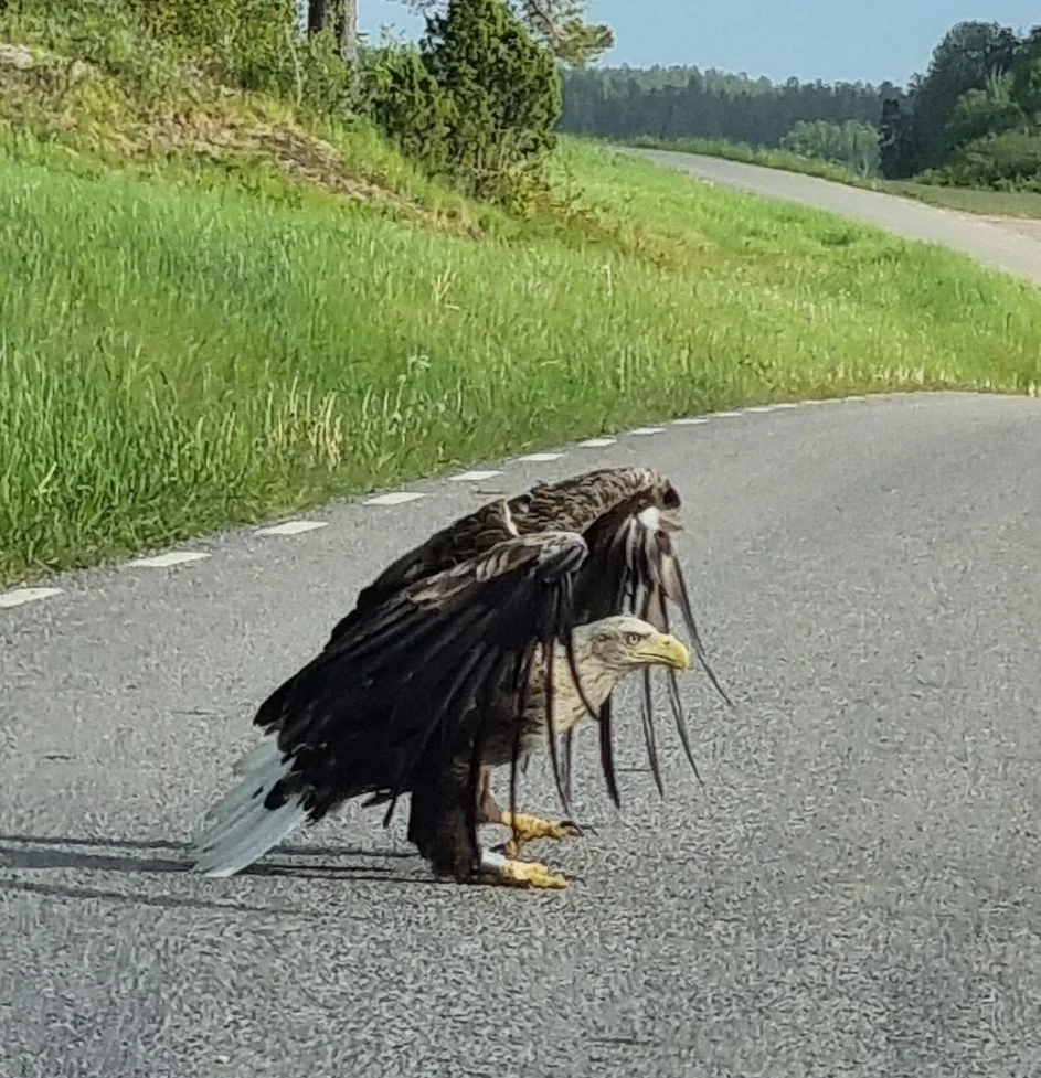 白尾海雕(Haliaeetus albicilla)