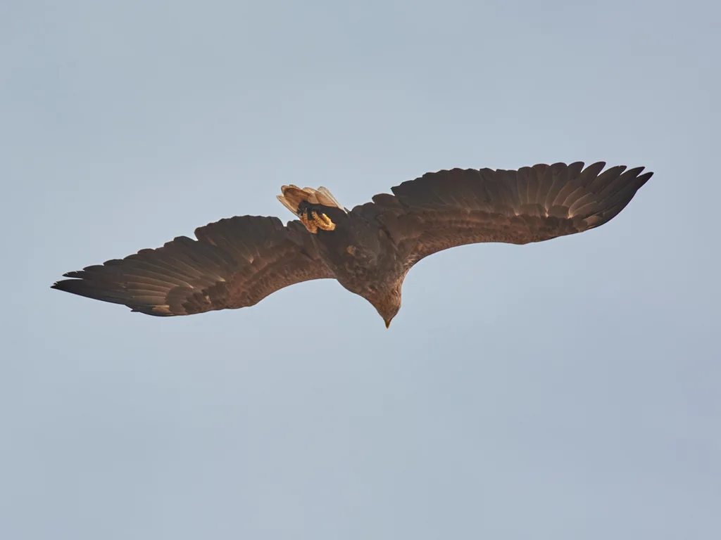 白尾海雕(Haliaeetus albicilla)
