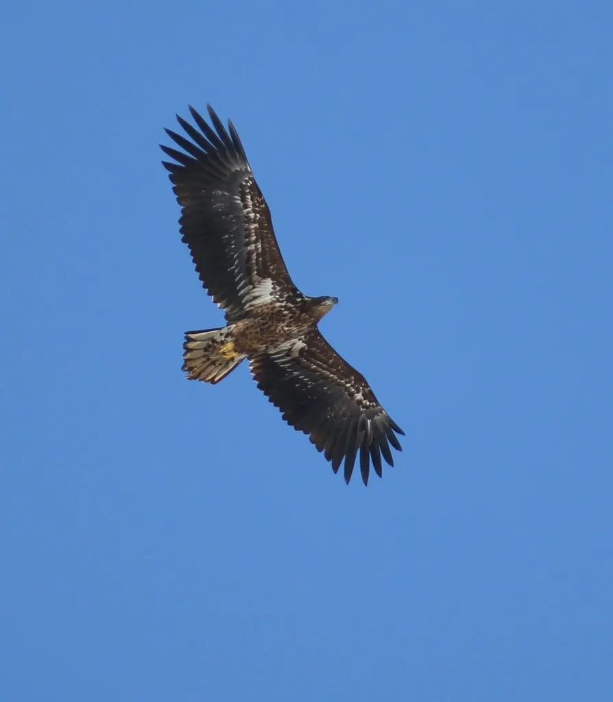 白尾海雕(Haliaeetus albicilla)