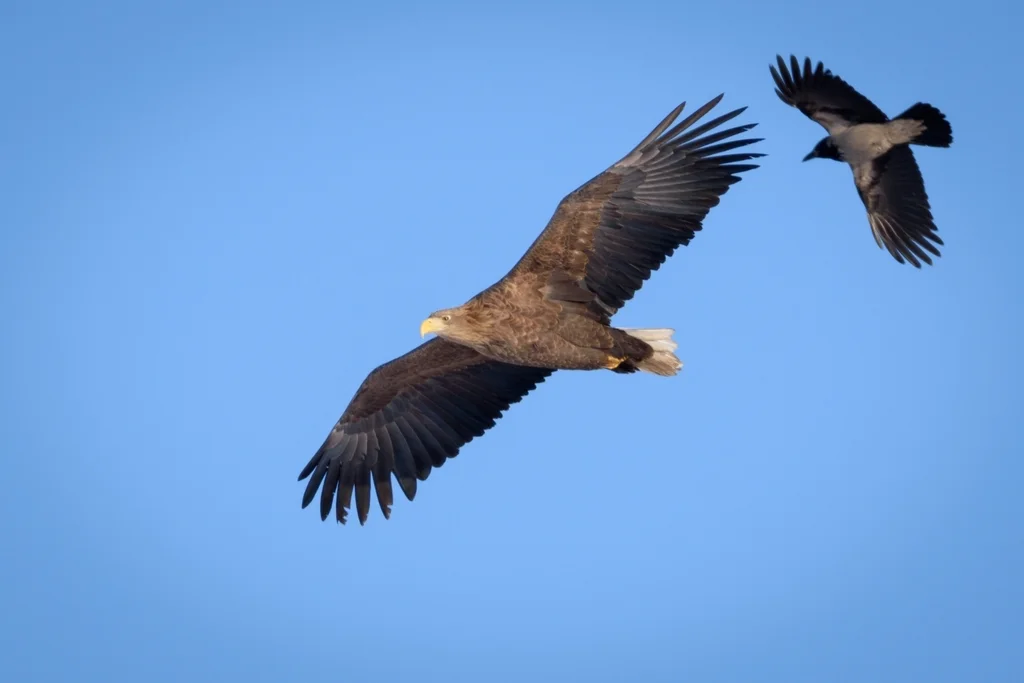 白尾海雕(Haliaeetus albicilla)