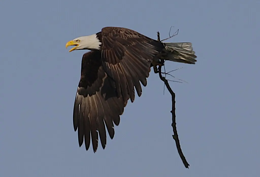 白头海雕(Haliaeetus leucocephalus)