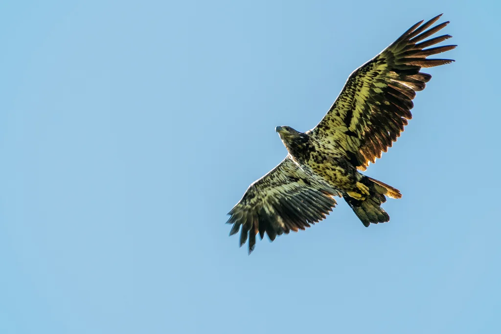 白头海雕(Haliaeetus leucocephalus)