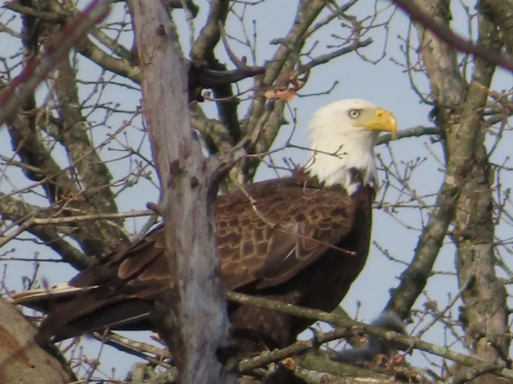 白头海雕(Haliaeetus leucocephalus)
