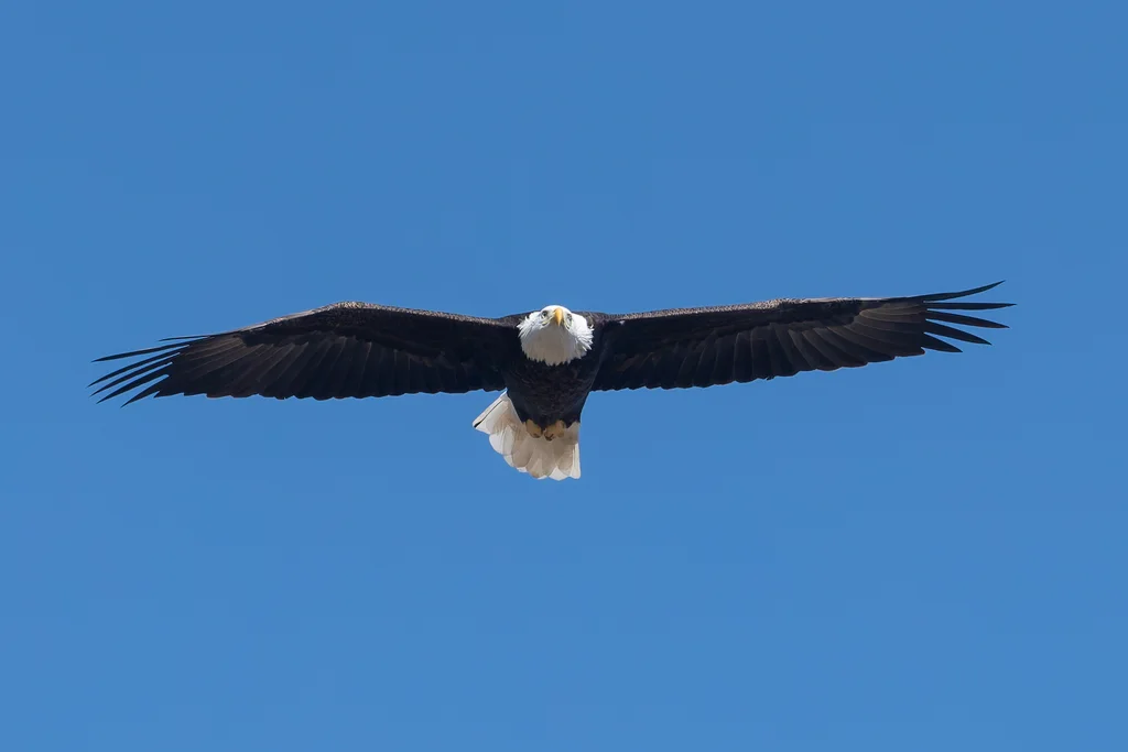 白头海雕(Haliaeetus leucocephalus)