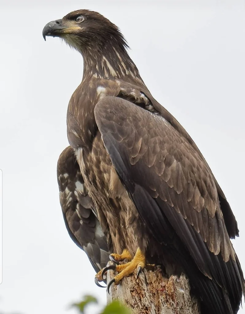 白头海雕(Haliaeetus leucocephalus)