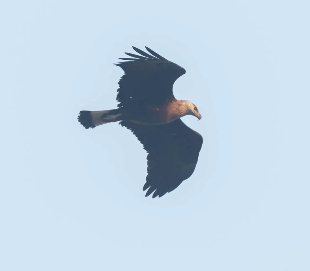 玉带海雕(Haliaeetus leucoryphus)