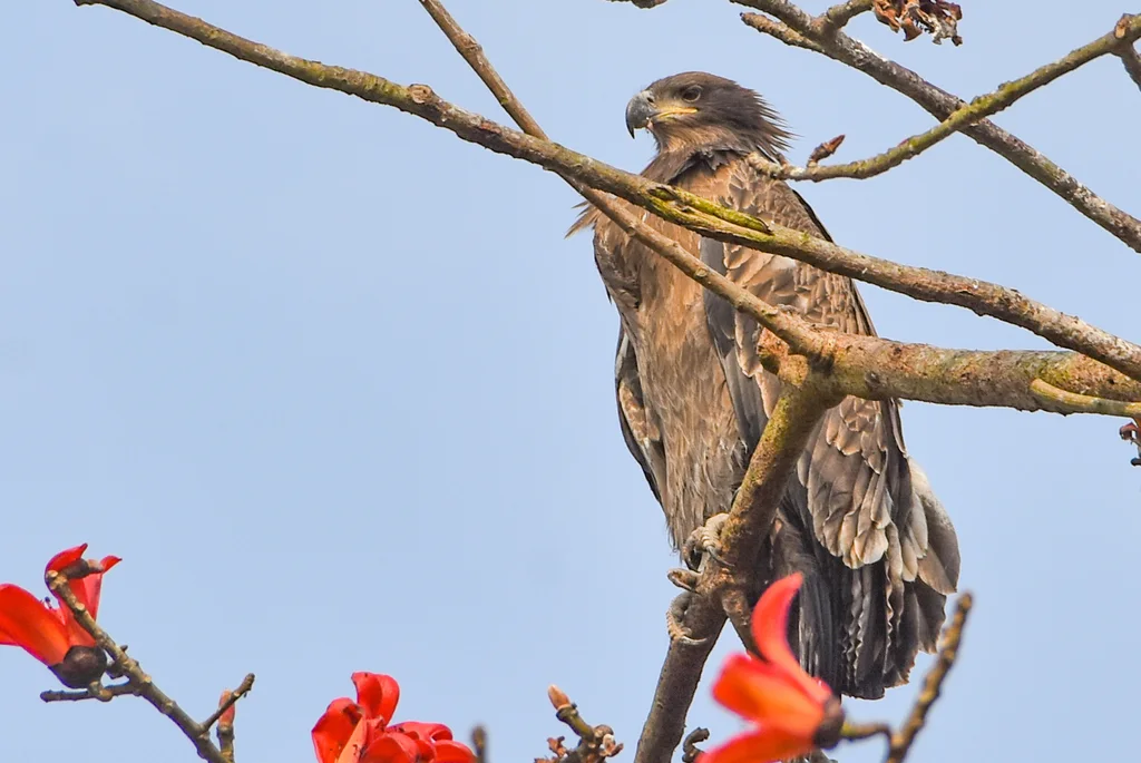 玉带海雕(Haliaeetus leucoryphus)