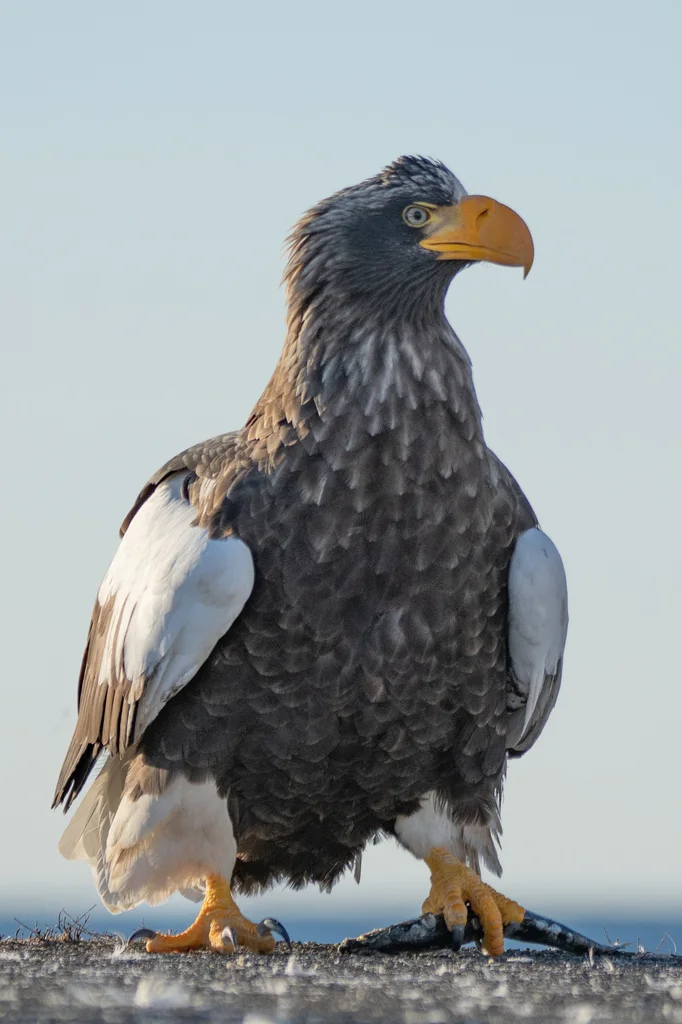 虎头海雕(Haliaeetus pelagicus)