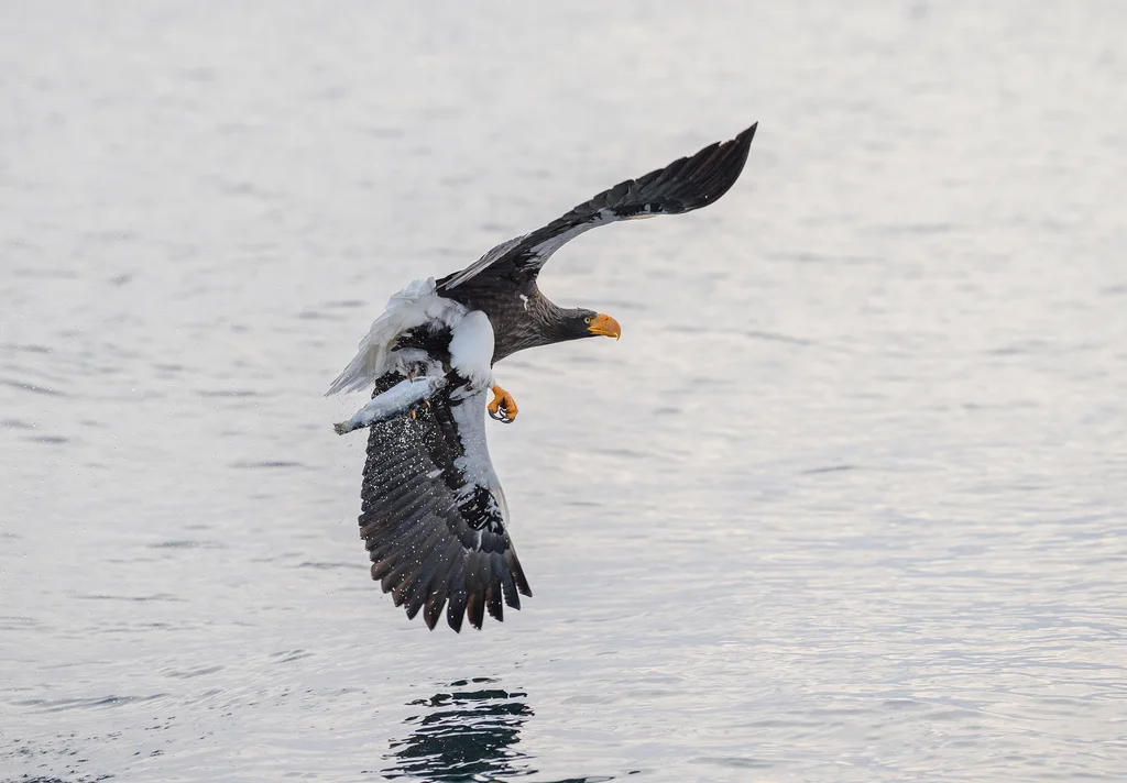 虎头海雕(Haliaeetus pelagicus)