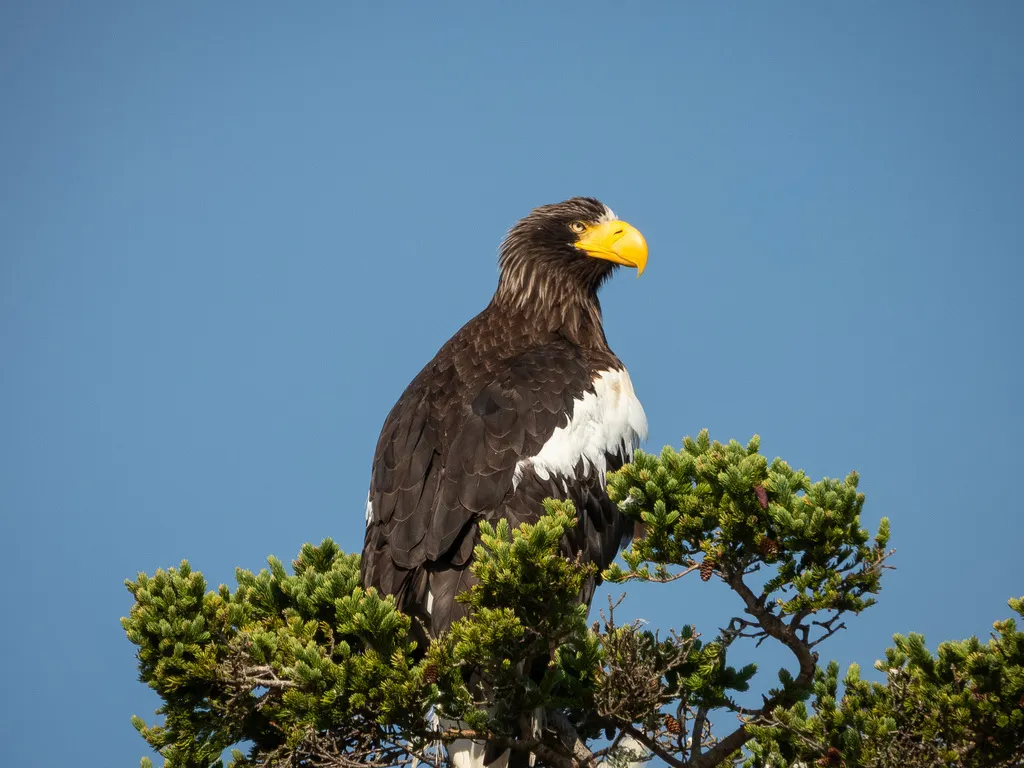 虎头海雕(Haliaeetus pelagicus)