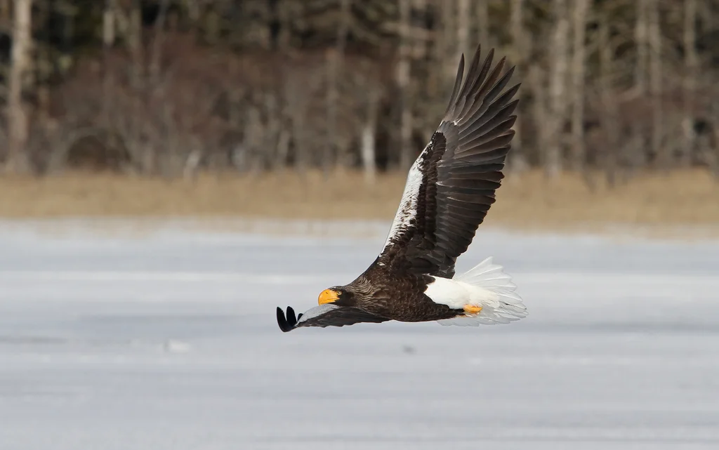 虎头海雕(Haliaeetus pelagicus)