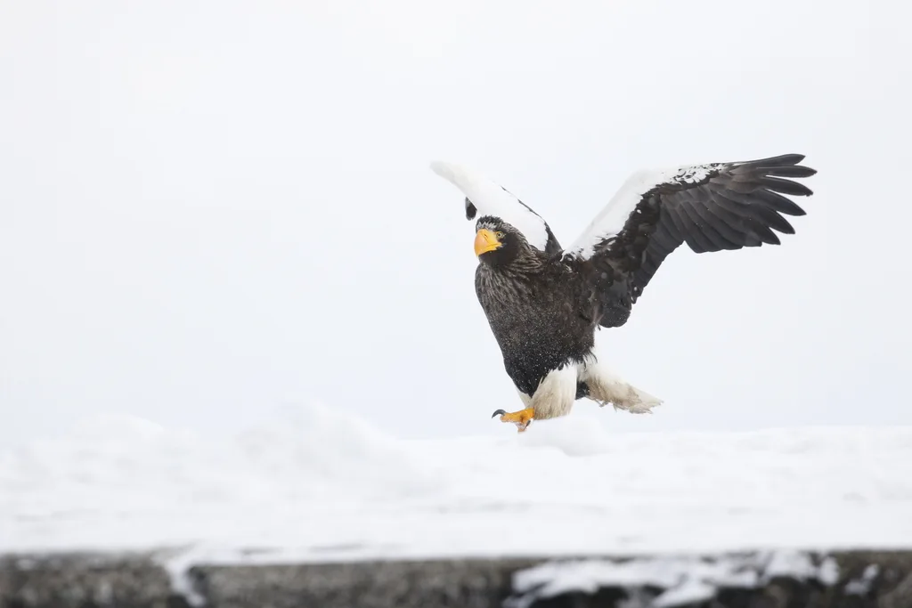 虎头海雕(Haliaeetus pelagicus)