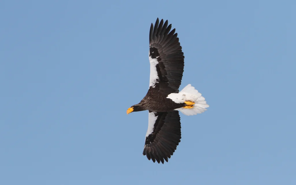 虎头海雕(Haliaeetus pelagicus)