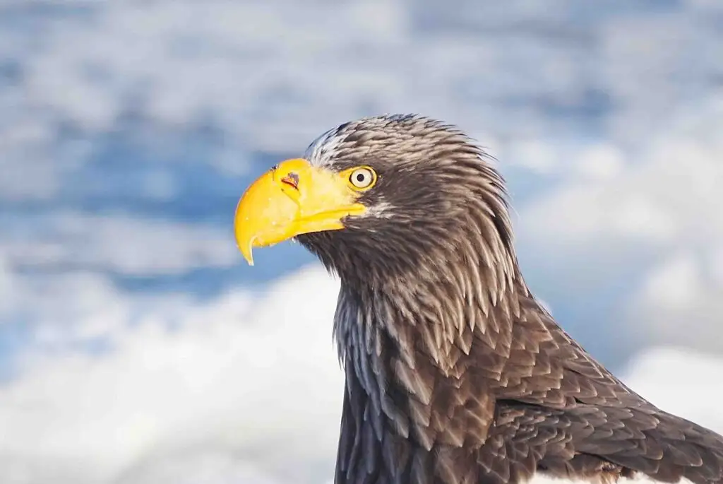 虎头海雕(Haliaeetus pelagicus)