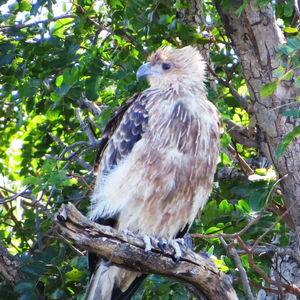 啸鸢(Haliastur sphenurus)