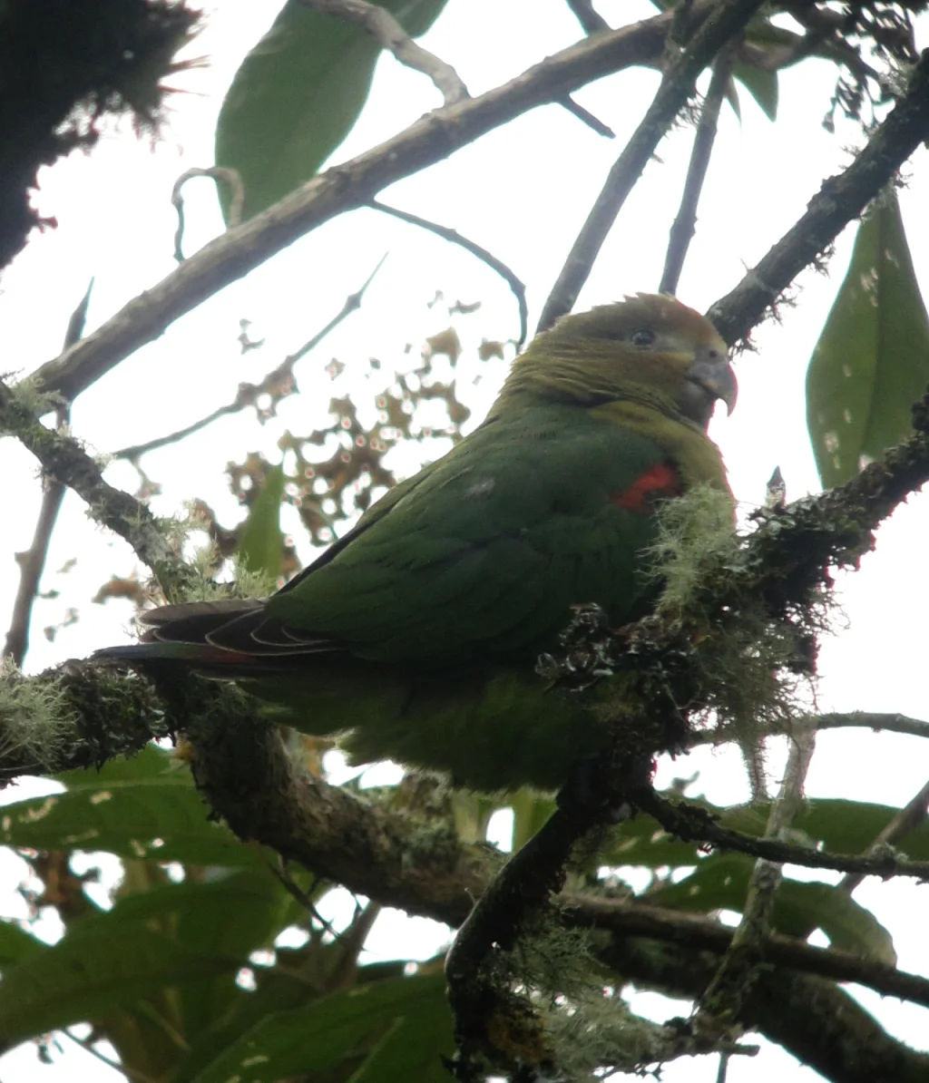 锈脸鹦哥(Hapalopsittaca amazonina)