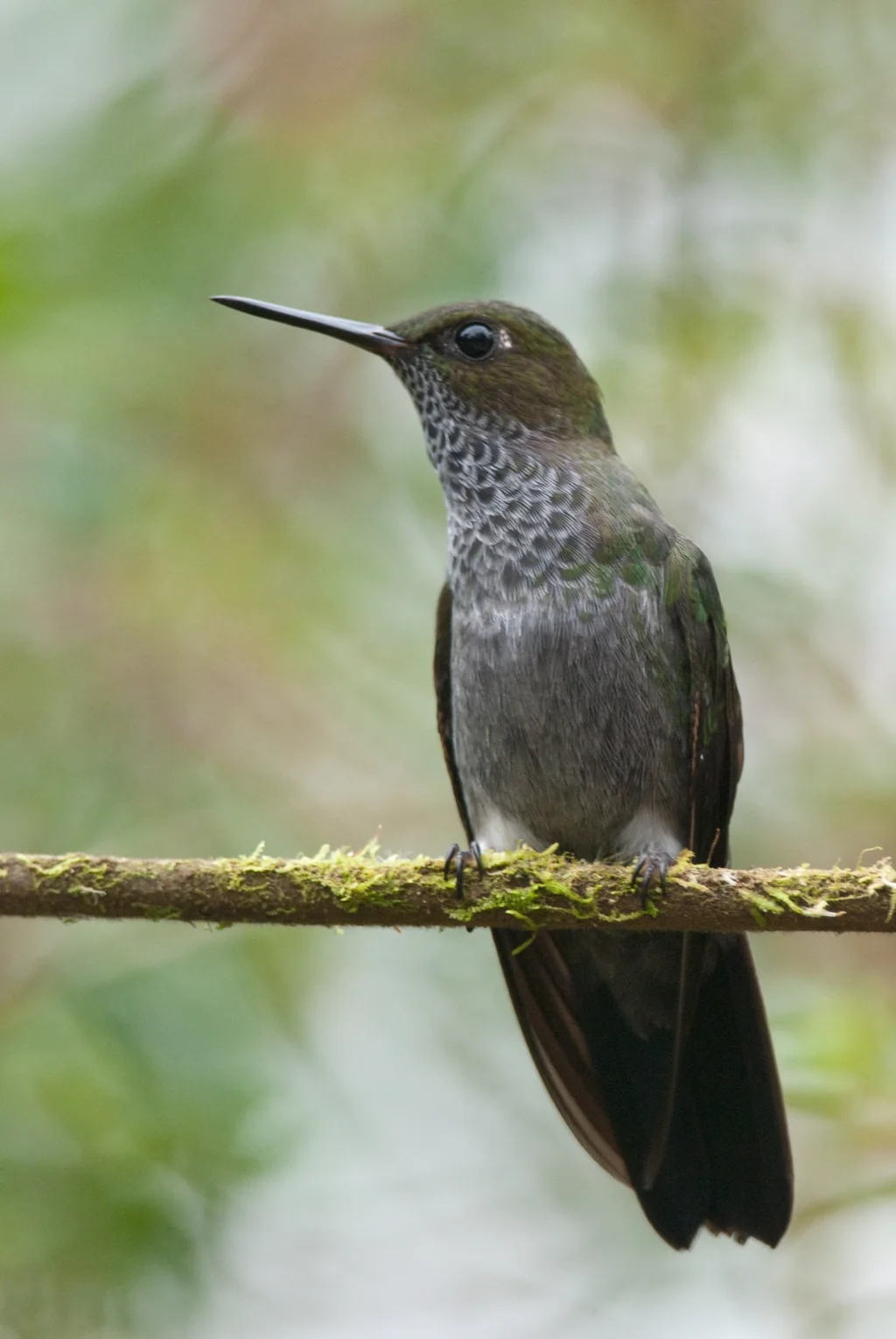 苍蓬腿蜂鸟（Haplophaedia lugens）
