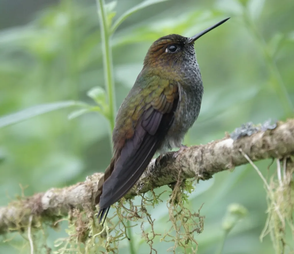 苍蓬腿蜂鸟（Haplophaedia lugens）