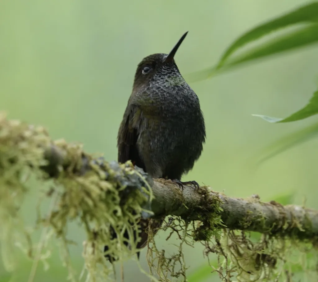 苍蓬腿蜂鸟（Haplophaedia lugens）