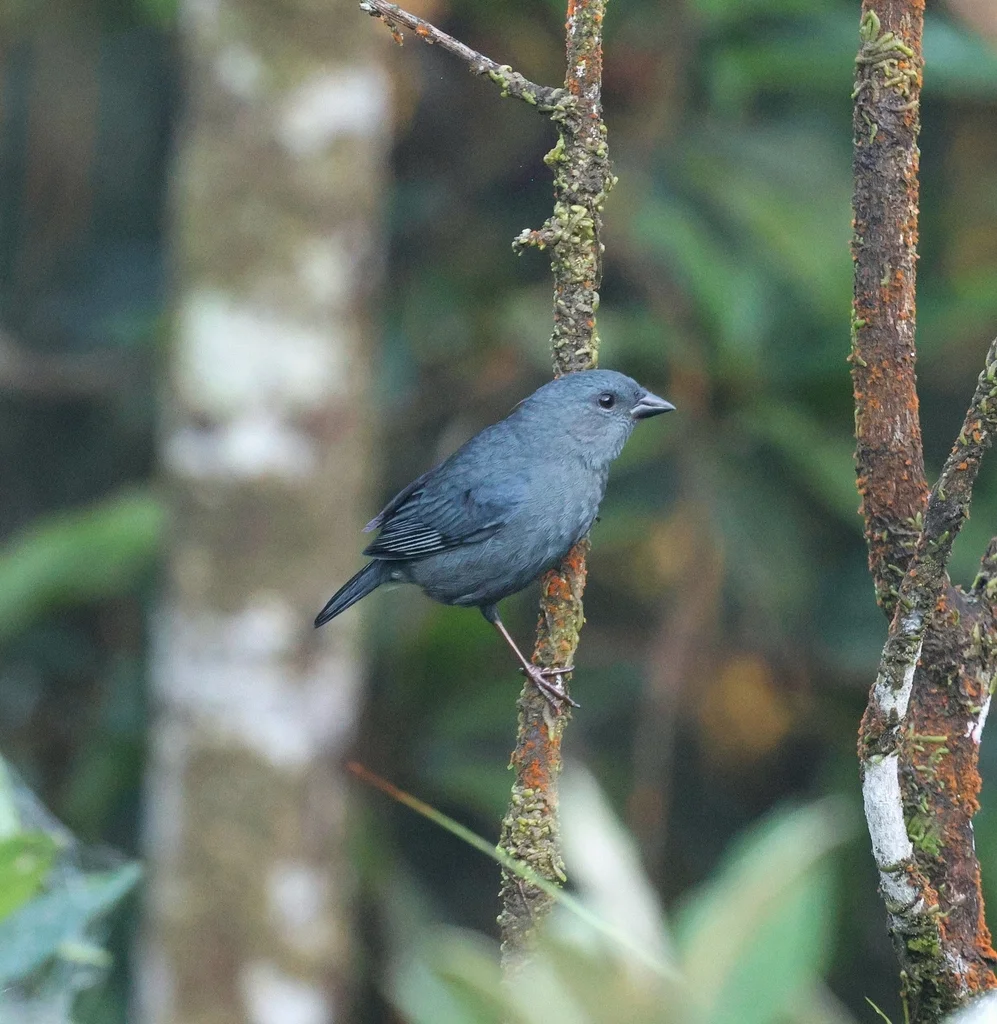 纯灰雀鹀（Haplospiza unicolor）
