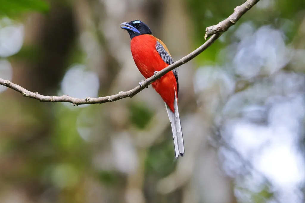 红腰咬鹃（Harpactes duvaucelii）