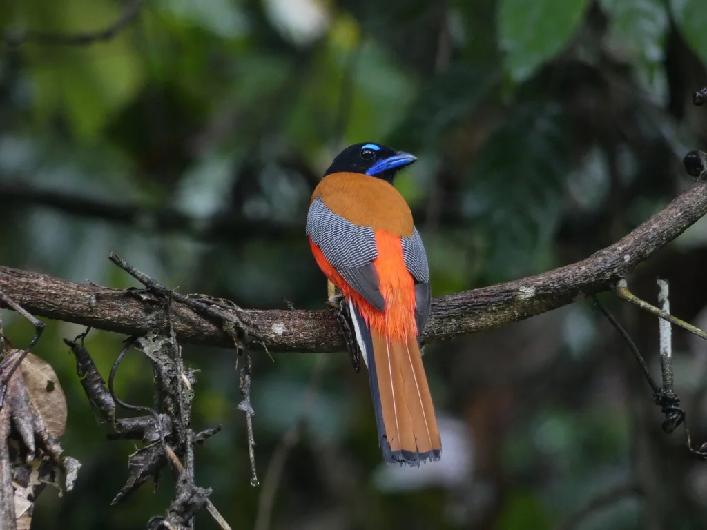 红腰咬鹃（Harpactes duvaucelii）