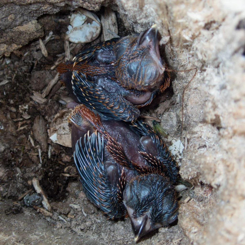 红头咬鹃(Harpactes erythrocephalus)