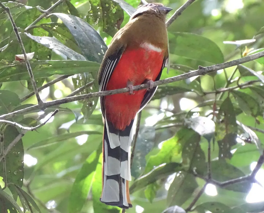 红头咬鹃(Harpactes erythrocephalus)