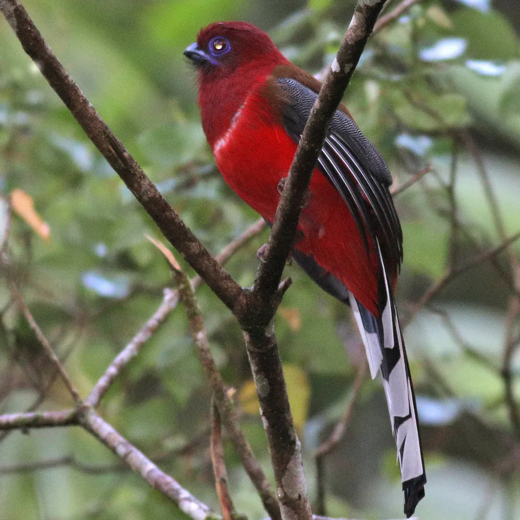 红头咬鹃(Harpactes erythrocephalus)
