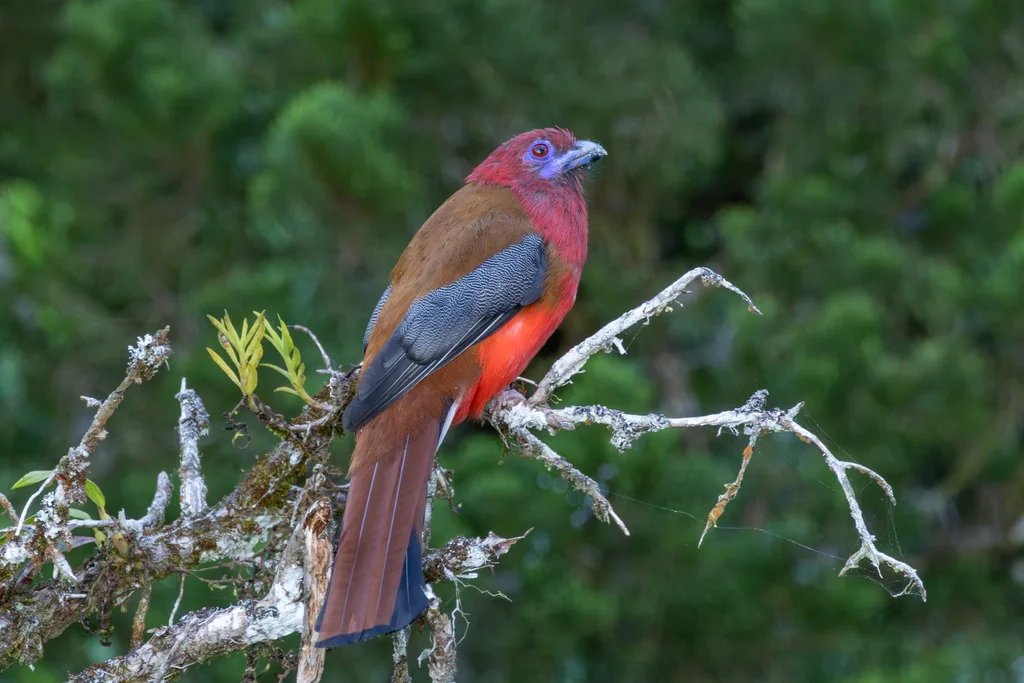 红头咬鹃(Harpactes erythrocephalus)