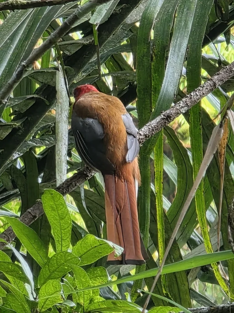 红头咬鹃(Harpactes erythrocephalus)