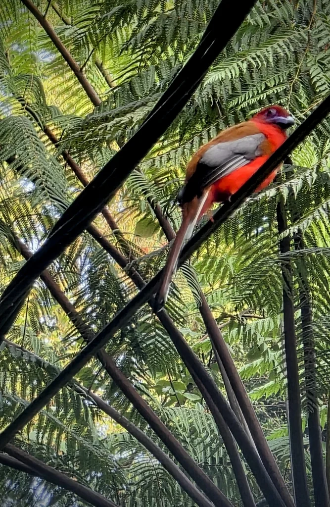 红头咬鹃(Harpactes erythrocephalus)