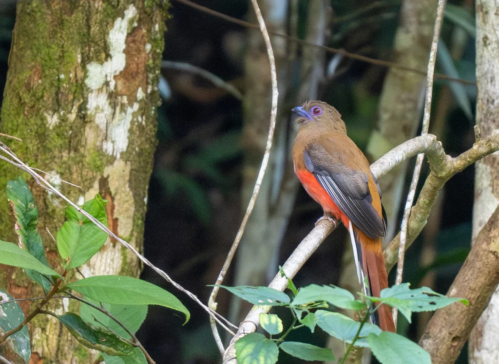 红头咬鹃(Harpactes erythrocephalus)