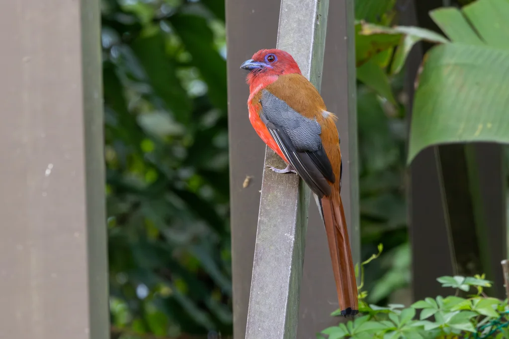 红头咬鹃(Harpactes erythrocephalus)