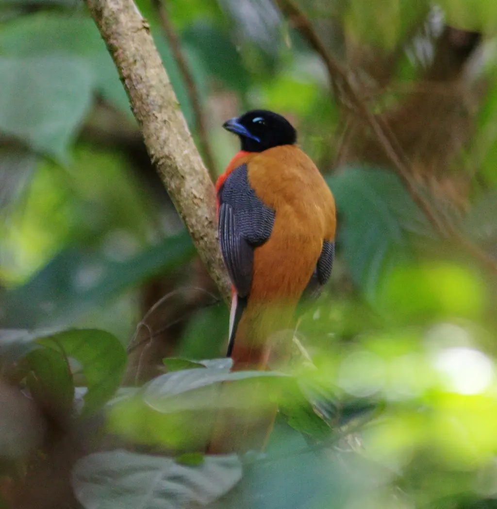 橙腰咬鹃(Harpactes orrhophaeus)